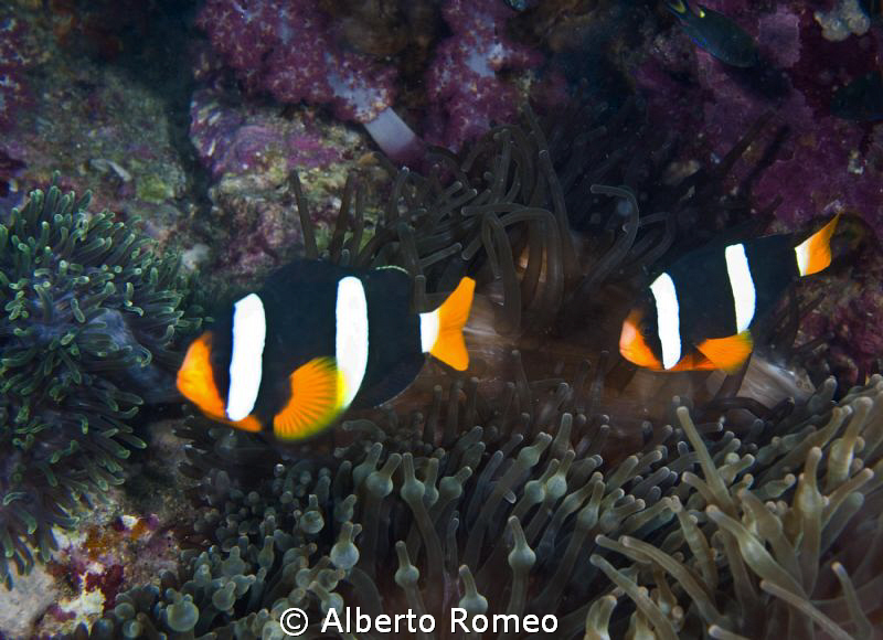 2 clownfish Anphiprion chypterus by Alberto Romeo 