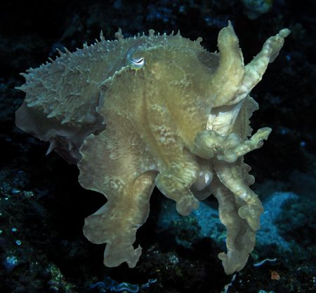 Cuttlefish photographed at Gangga, Indonesia in Sept 04. ... by Len Deeley 