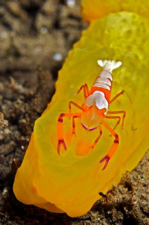 An Emperor shrimp riding a Gymnodoris. by Steve De Neef 