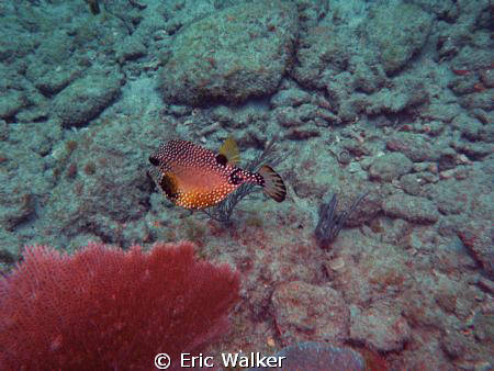 Trunkfish by Eric Walker 