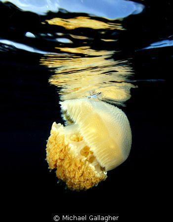 Jelly reflection at my favourite dive site - Julian Rocks... by Michael Gallagher 