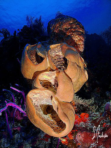 This image of a reef scene was taken at Punta Tunich off ... by Steven Anderson 