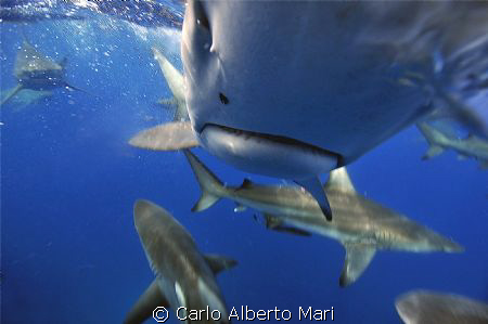Blacktip Sharks by Carlo Alberto Mari 