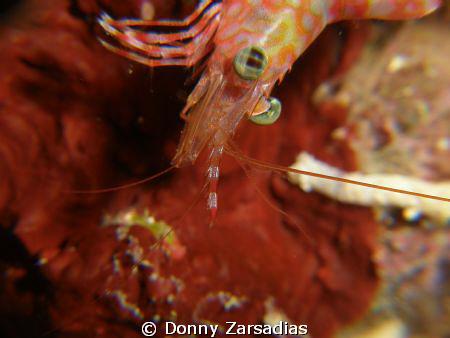Shrimp taken at a night dive at Moalboal Cebu, Philippine... by Donny Zarsadias 