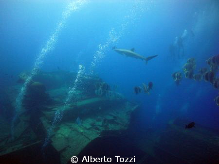 Thistlegorm,
an unusual visitor around the capitan`s cabin by Alberto Tozzi 