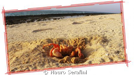 Ghost crab on the desert island in Farasan Banks by Mauro Serafini 