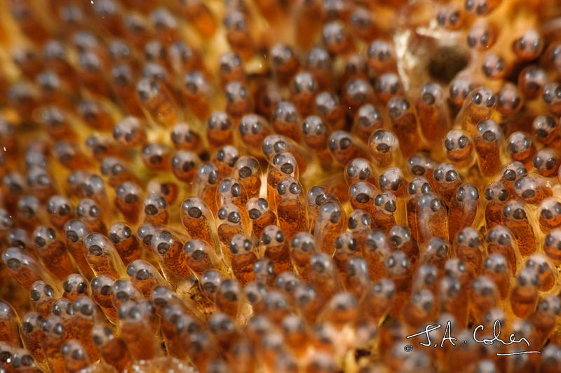 Anemone Fish Eggs by Julian Cohen 