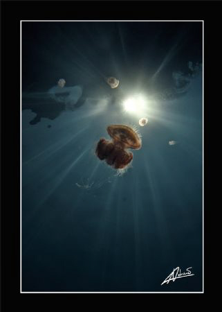 risking to become boring, YET jelly fish is almost an obs... by Adriano Trapani 