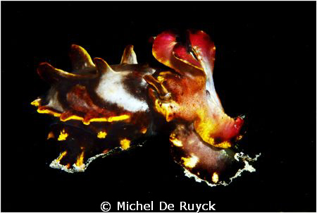 Flamboyant cuttlefish caught at a rare moment in mid wate... by Michel De Ruyck 