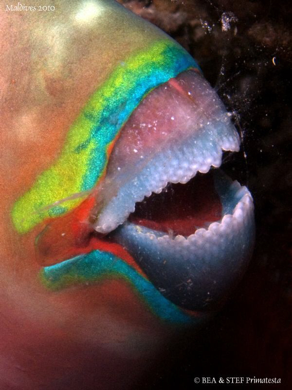 Ember Parrotfish, Scarus rubroviolaceus. Night dive. Cano... by Bea & Stef Primatesta 