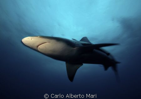 Blacktip Shark by Carlo Alberto Mari 