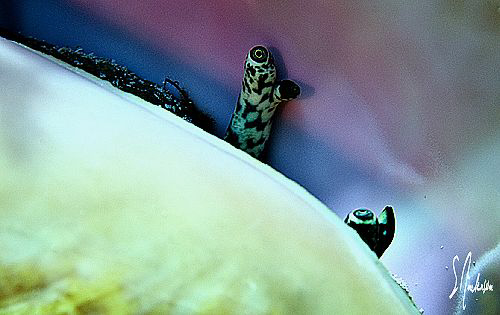 This image of a Conch taking a quick look was taken durin... by Steven Anderson 