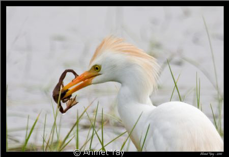 The cattle egret with frog by Ahmet Yay 