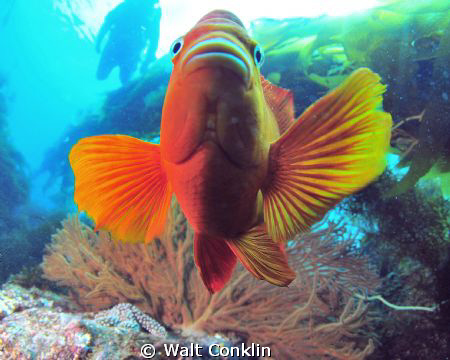 I was trying to get the gorgonian properly exposed with t... by Walt Conklin 