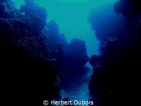 Palancar Reef Cozumel, Mexico by Herbert Dubois 
