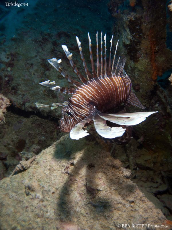 Lionfish on the Thistlegorm. Canon G10. by Bea & Stef Primatesta 