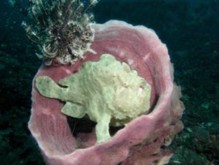 Frogfish in Barrel - Lembeh Strait by Dale Treadway 