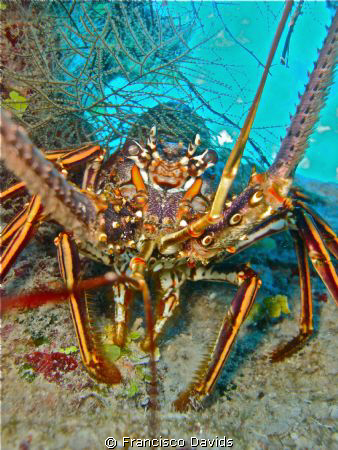 Caribean Lobster by Francisco Davids 