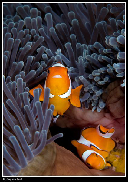 Nemo by Dray Van Beeck 