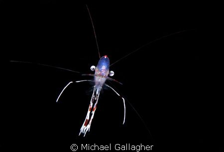 Freestyle shrimp, night dive, Milne Bay, PNG by Michael Gallagher 