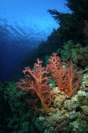 Typically colourful Red Sea soft corals. by Paul Colley 