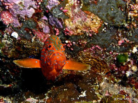 Coral Grouper @ the German Channel by Paz Maria De Vera-Santos 