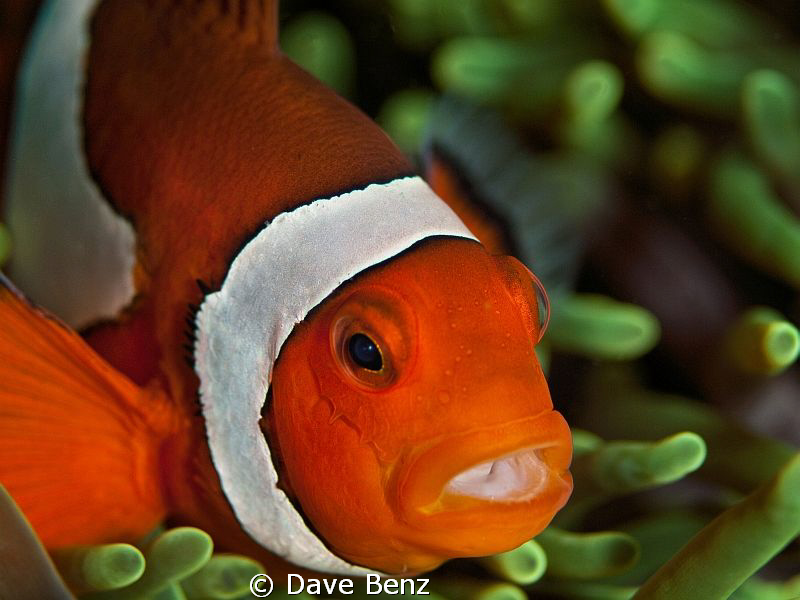 Hey Nemo...how are you ??? by Dave Benz 