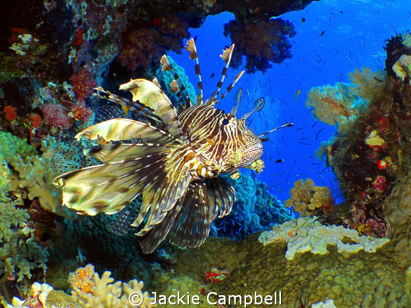 Lionfish in natural coral window.
Taken at Shaab Rumi in... by Jackie Campbell 