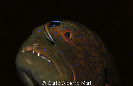 Blue spot Grouper by Carlo Alberto Mari 