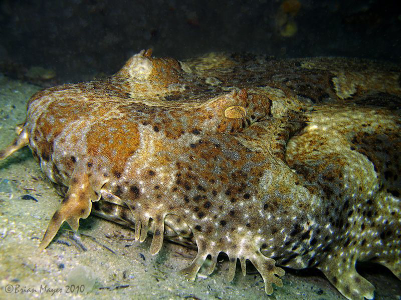 Spotted Wobbegong or Carpet Shark, sleeping and slowly di... by Brian Mayes 