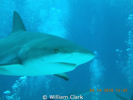 Is it dinner yet?
First shark dive and first time UW pho... by William Clark 