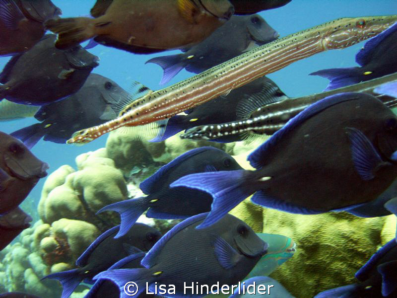 Swimming with the "pack"! I enjoy the large schools of bl... by Lisa Hinderlider 