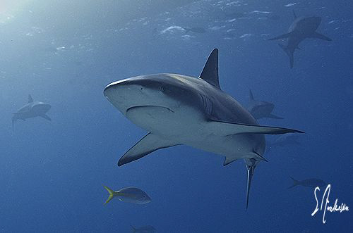 This image was taken as the Reef Sharks came to the feedi... by Steven Anderson 