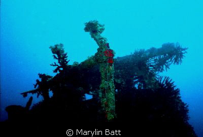 Top side of ship wreck in Bega Lagoon, Fiji.  Nikonos V 
... by Marylin Batt 