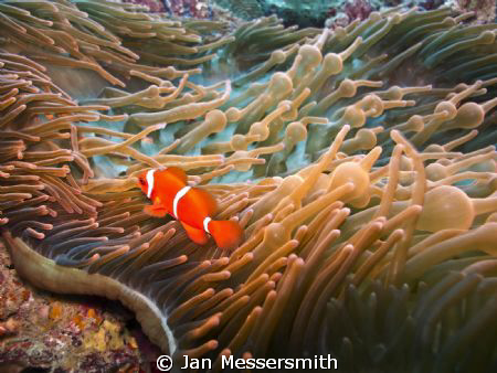 Spinecheek Anemonefish (Amphiprion biaculatus) living in ... by Jan Messersmith 