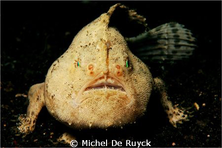 I think this should be a Cryptic Frogfish. Shot was taken... by Michel De Ruyck 