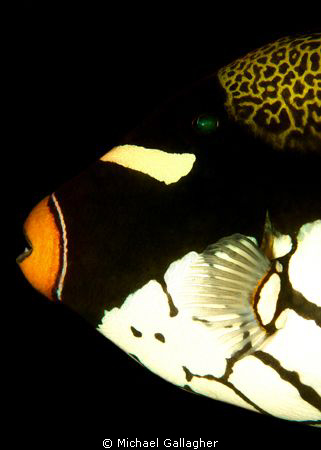 Clown triggerfish profile - one of my favourite fish... by Michael Gallagher 