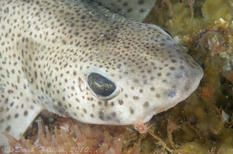 Lesser spotted dogfish. Menai straits. D3, 60mm. by Derek Haslam 