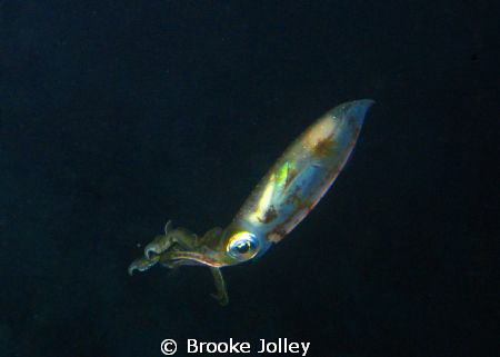 Night Dive in Cozumel..this squid got up close and personal. by Brooke Jolley 