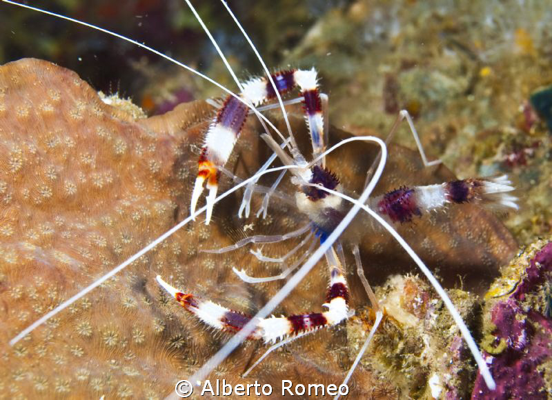 Sea crayfish Stenophus ispidus by Alberto Romeo 