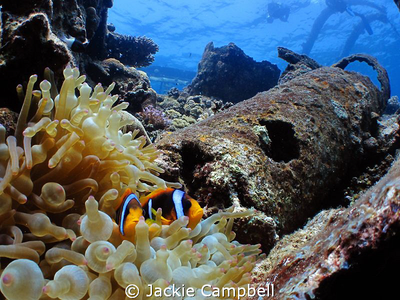 Clown fish on the Umbria.
 by Jackie Campbell 