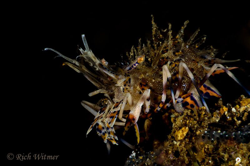 "Crouching Tiger" Shrimp.  Night dive in Anilao.  Nikon D... by Richard Witmer 