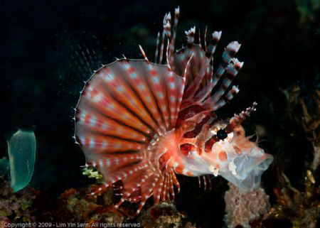 yaaawn...
This lionfish probably got tired of waiting fo... by Yin Sern Lim 