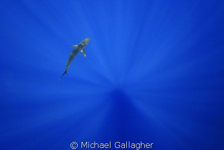 Silky shark in sunbeams, Tokina 10-17mm FE by Michael Gallagher 