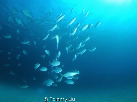 Just fishes by Tommy Liu 