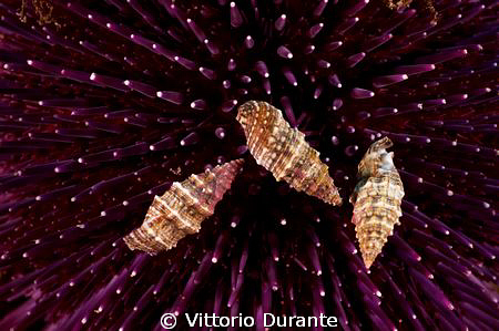 Shells on a sea urchin by Vittorio Durante 