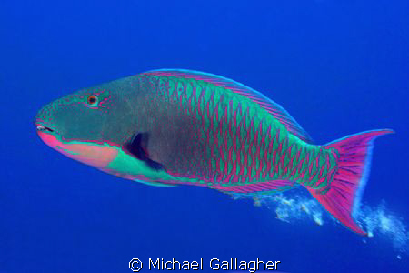 Parrotfish poo. It's always funny... by Michael Gallagher 
