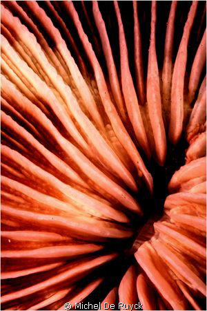 Mushroom coral close up... by Michel De Ruyck 