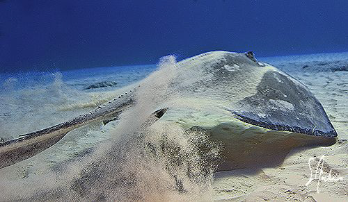 "Takeoff" This image of a large Atlantic Sting Ray was ta... by Steven Anderson 