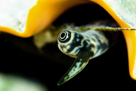 Conch eye taken with a 105mm VR lens and +3 diopter. by Paul Colley 